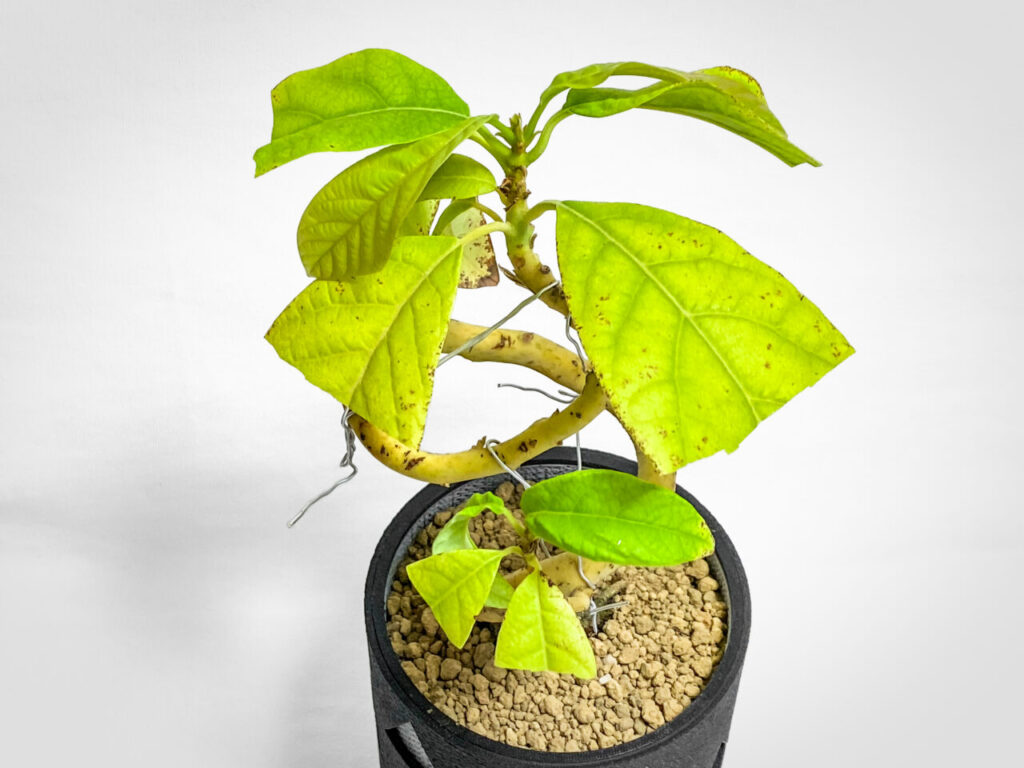 実生3年生のアボカド