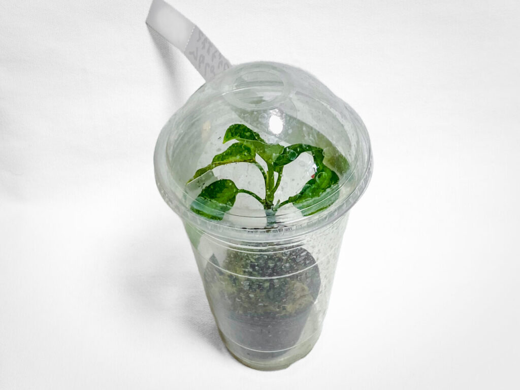 アグラオネマ・ピクタム