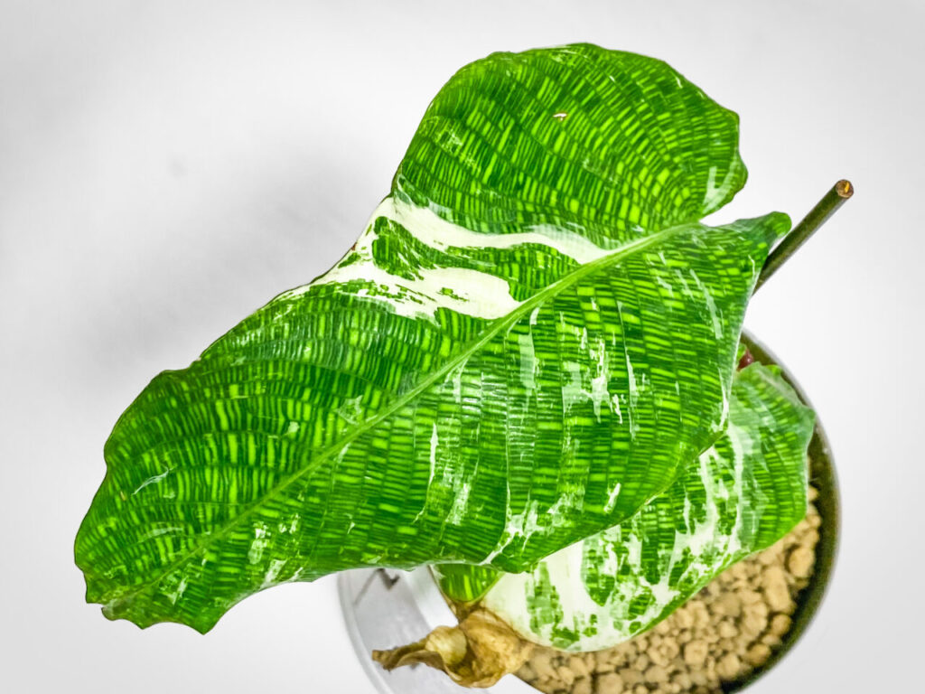 カラテア(ゴエペルティア)・ムサイカ斑入り