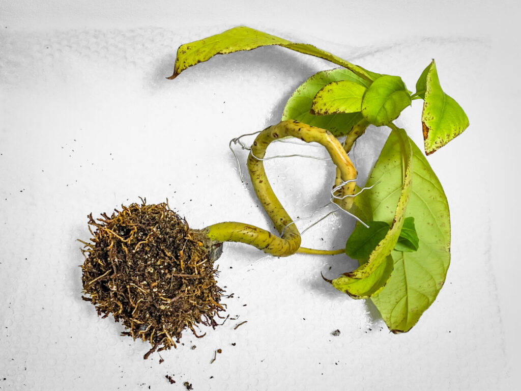 実生3年生のアボカド