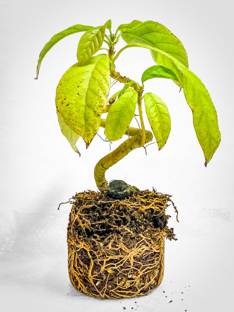 実生3年生のアボカド