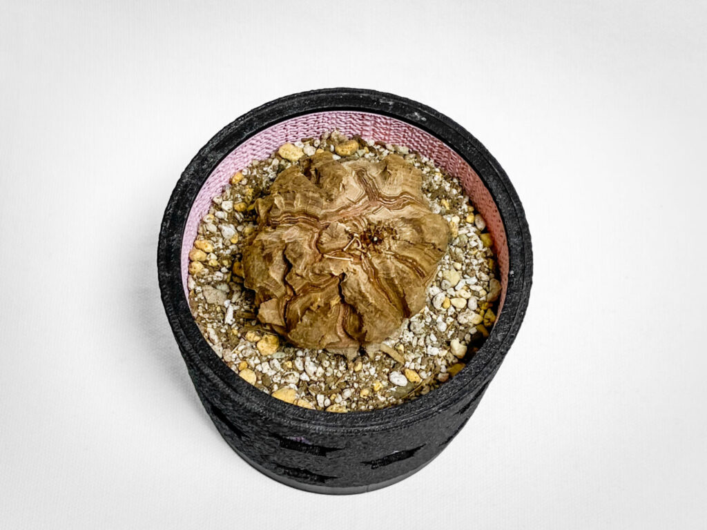 ディオスコレア・亀甲竜