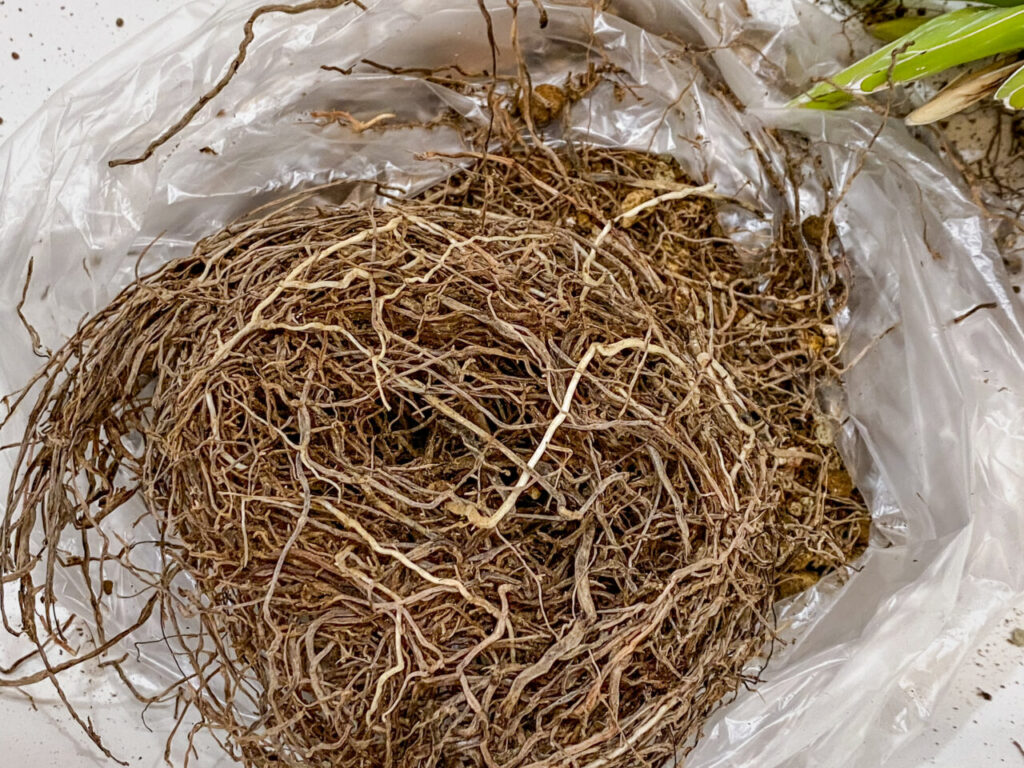 アガベ・笹の雪