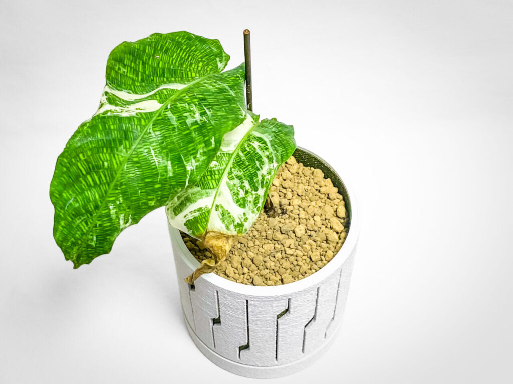 カラテア(ゴエペルティア)・ムサイカ斑入り