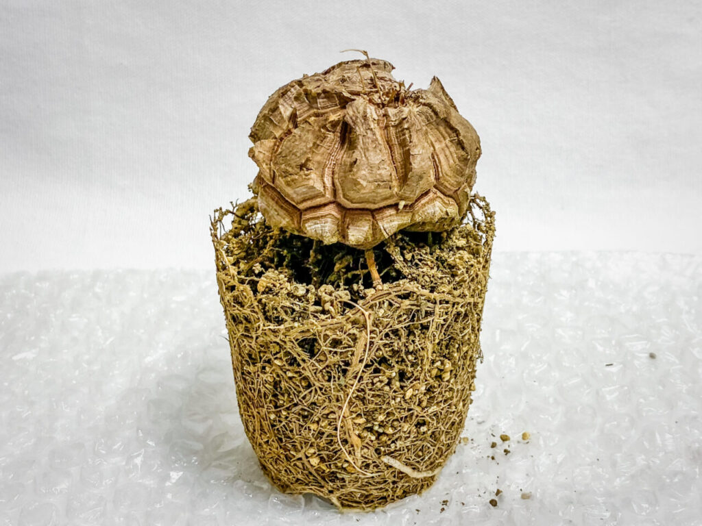 ディオスコレア・亀甲竜