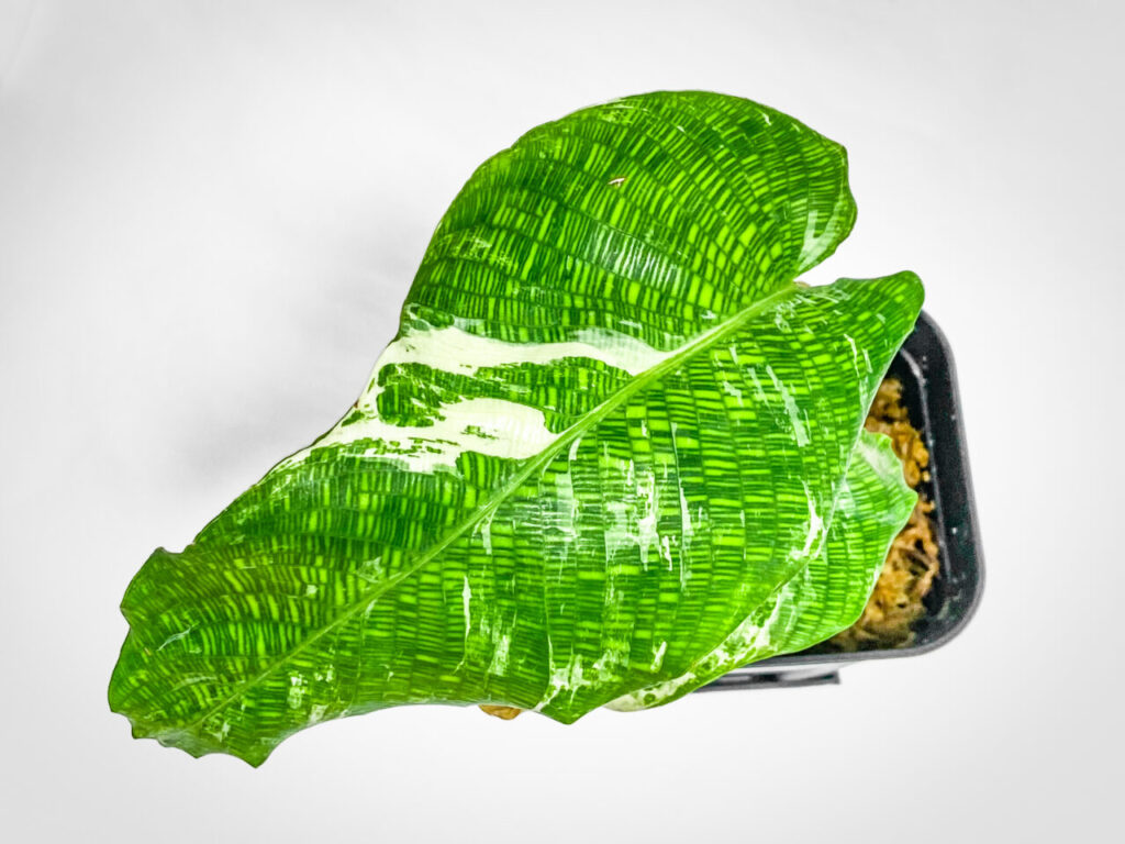 カラテア(ゴエペルティア)・ムサイカ斑入り