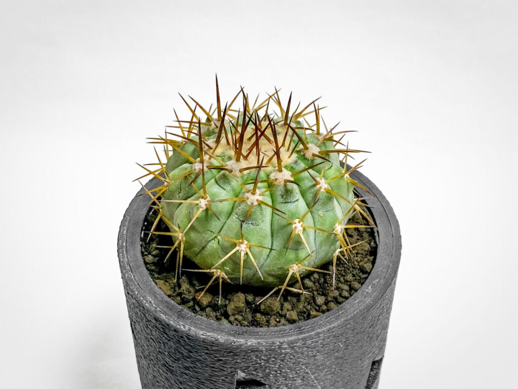 コピアポア・コルムナアルバ