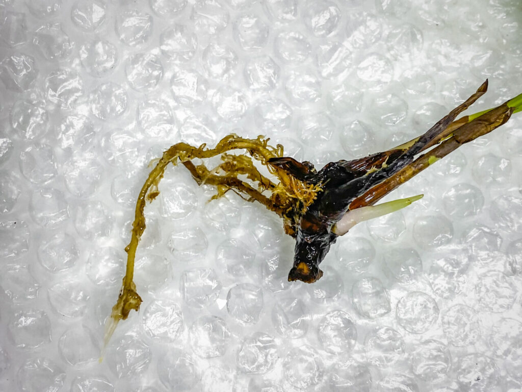 カラテア(ゴエペルティア)・ムサイカ斑入り