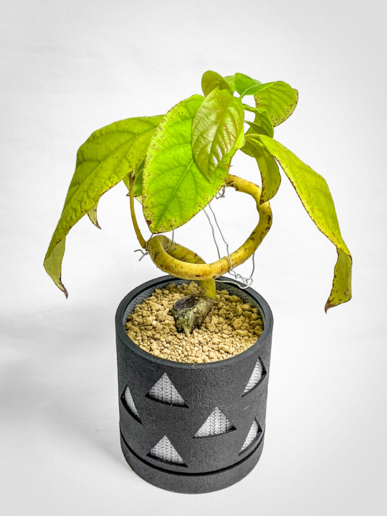 実生3年生のアボカド