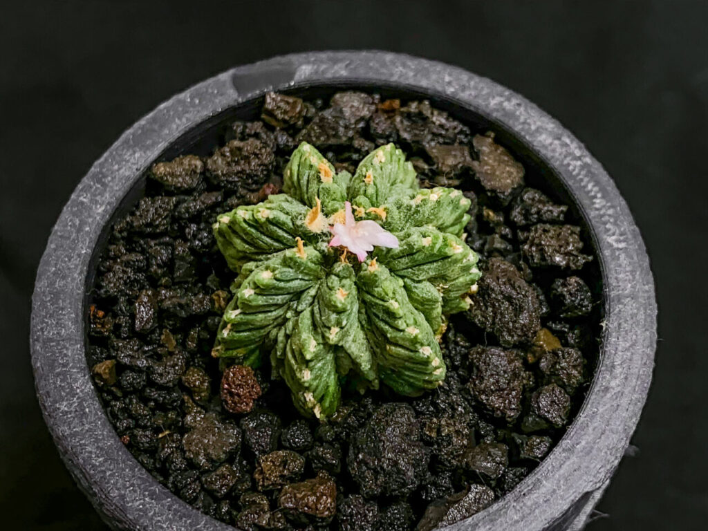 アズテキウム・花籠