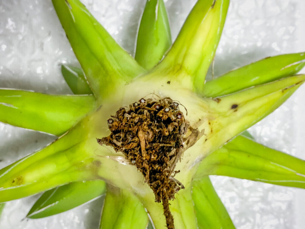 アガベ・笹の雪