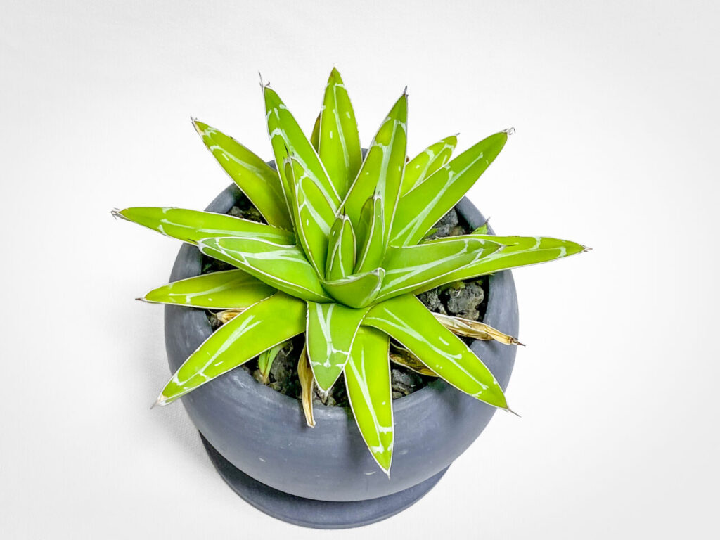 アガベ・笹の雪