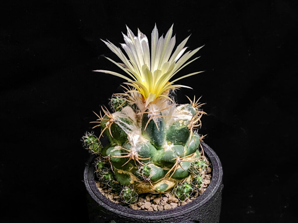 コリファンタ・象牙丸