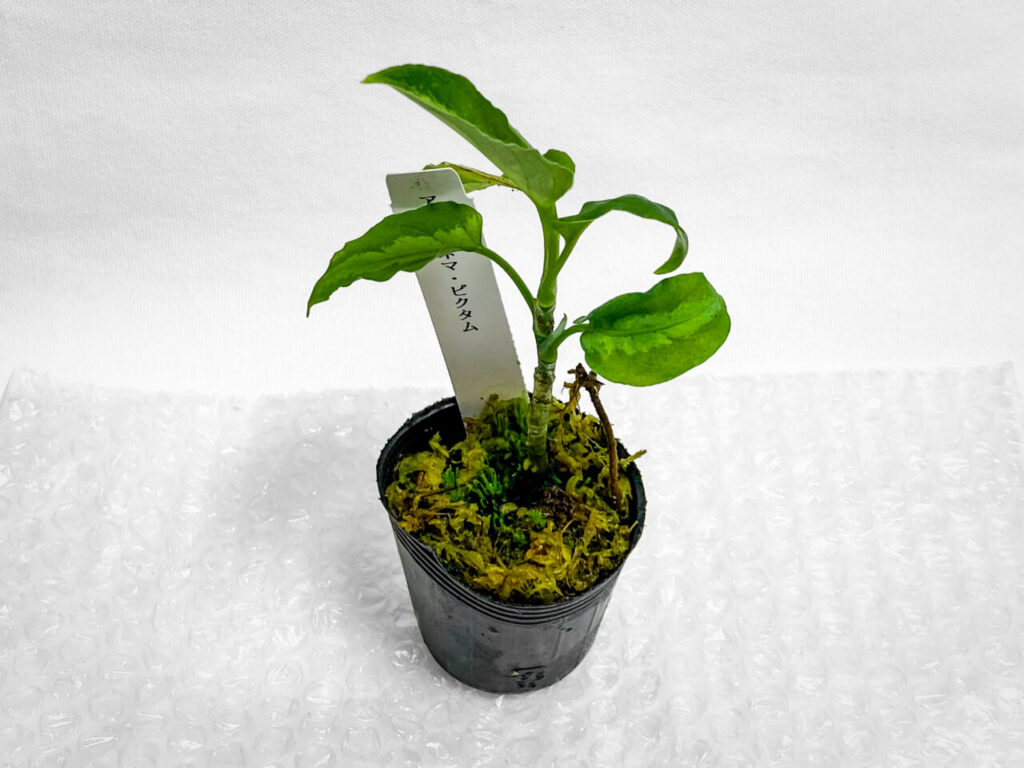 アグラオネマ・ピクタム