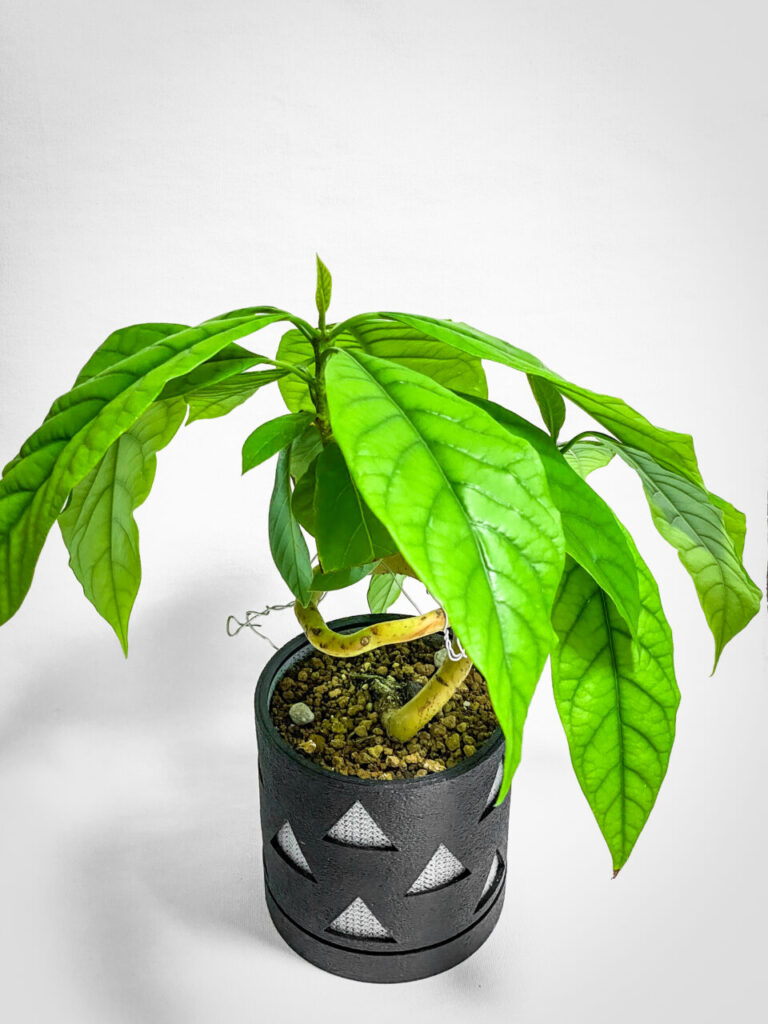 実生3年生のアボカド