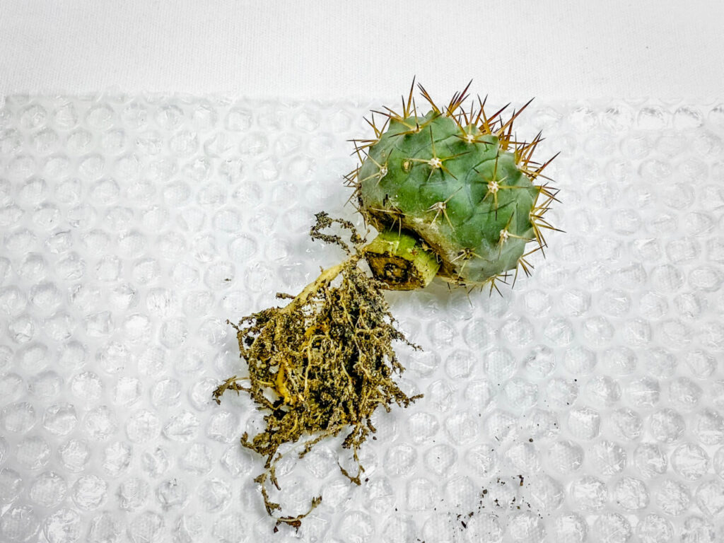 コピアポア・コルムナアルバ