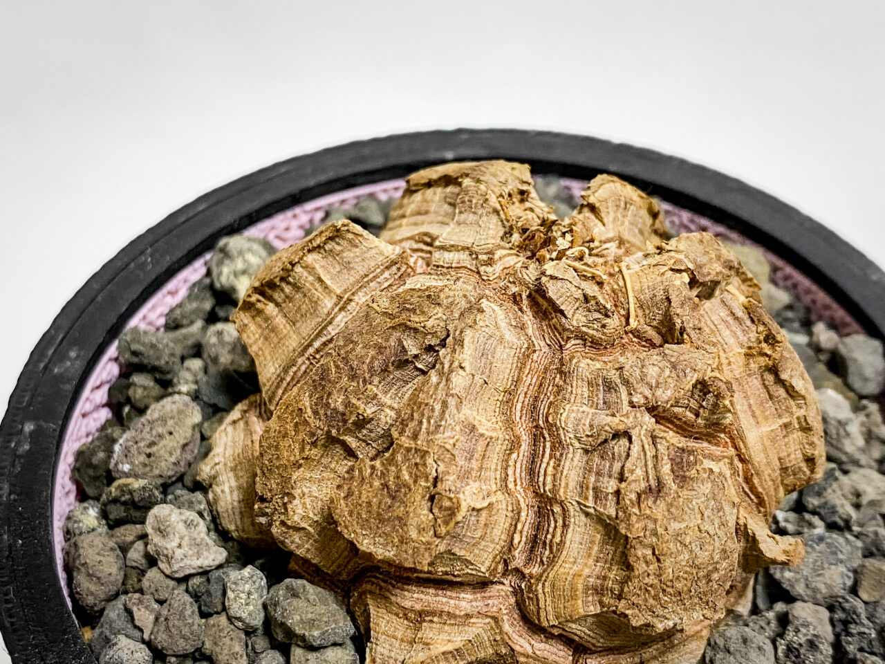 ディオスコレア・亀甲竜