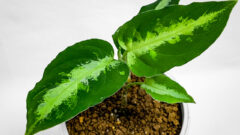 コルムナアルバ　台付 コピアポア・コルムナアルバ（短台付）を植え替えたッ！！ | もすレコ。