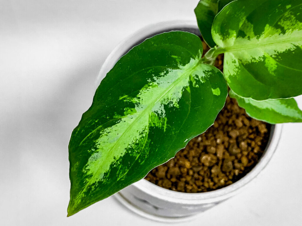 アグラオネマ・ピクタム