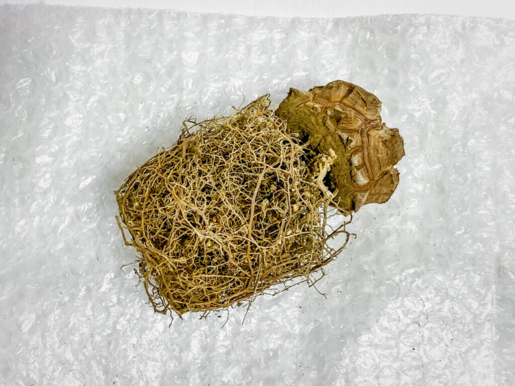 ディオスコレア・亀甲竜