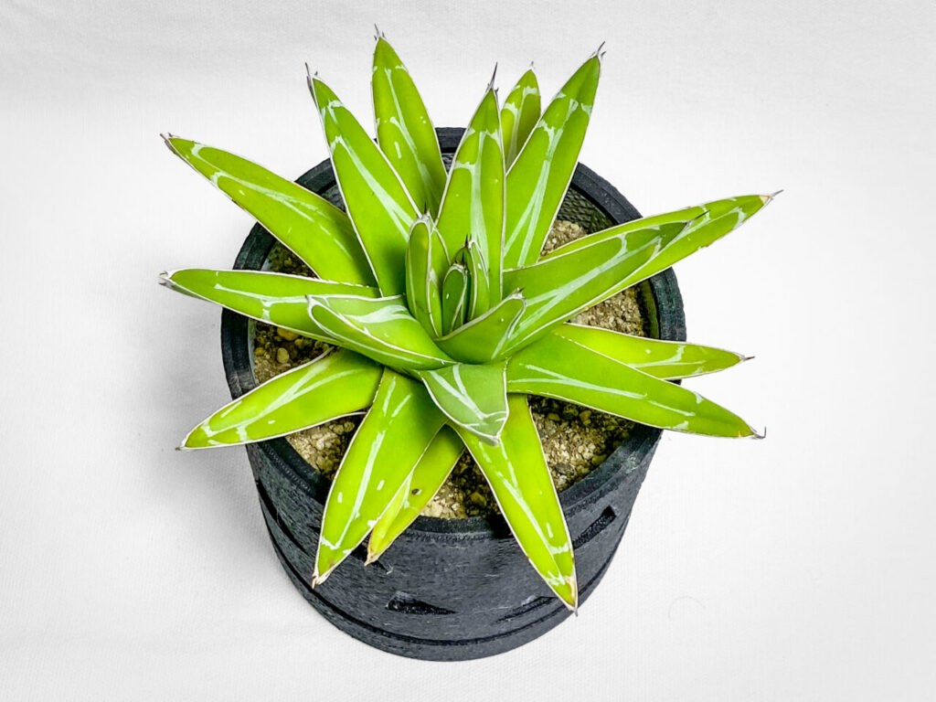 アガベ・笹の雪