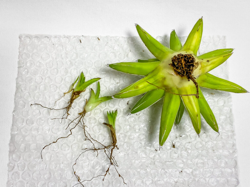 アガベ・笹の雪