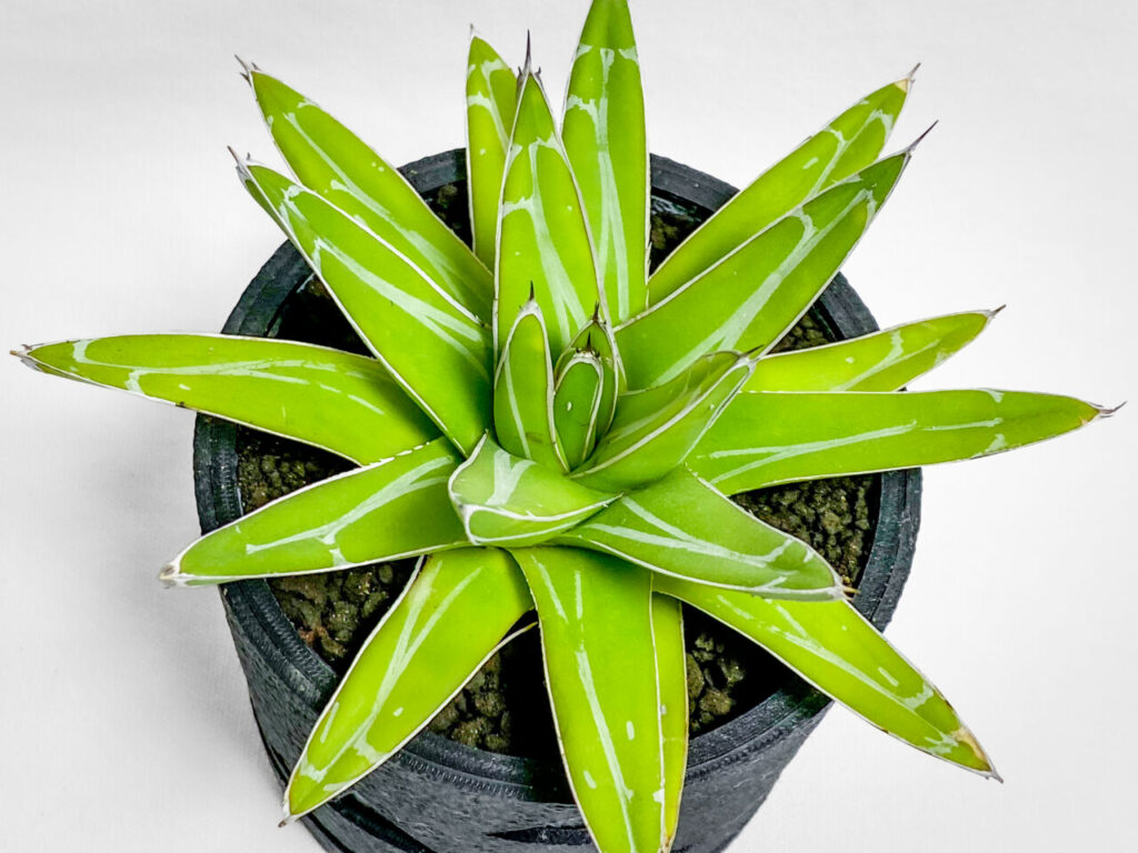 アガベ・笹の雪