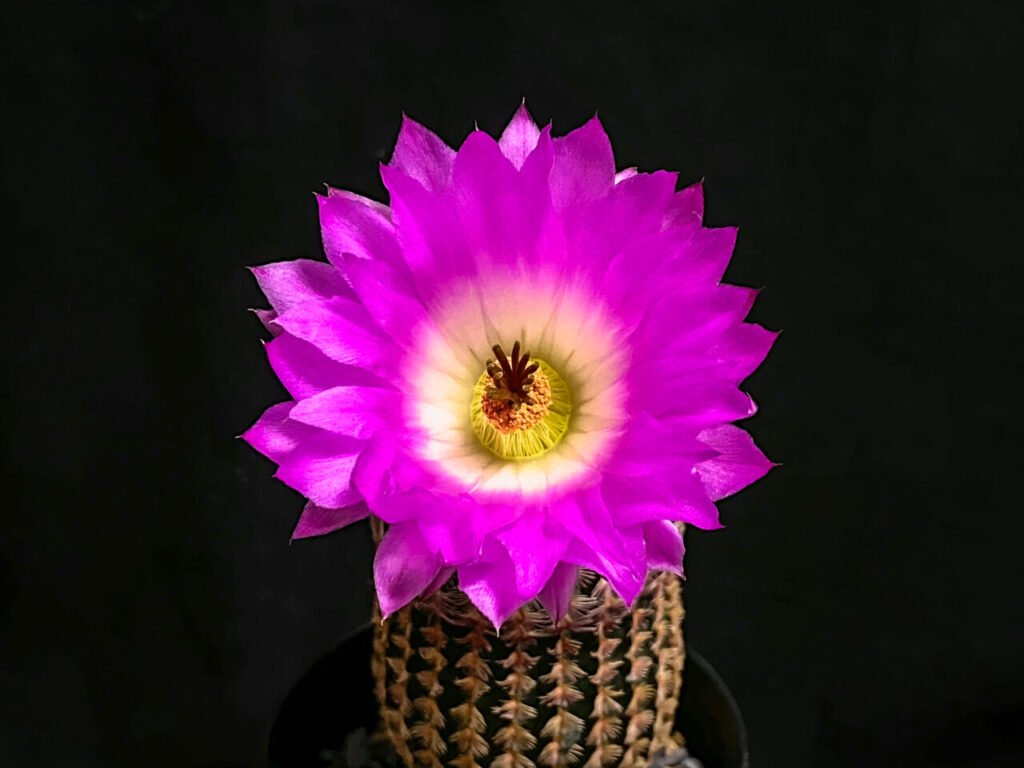 エキノセレウス・紅孔雀