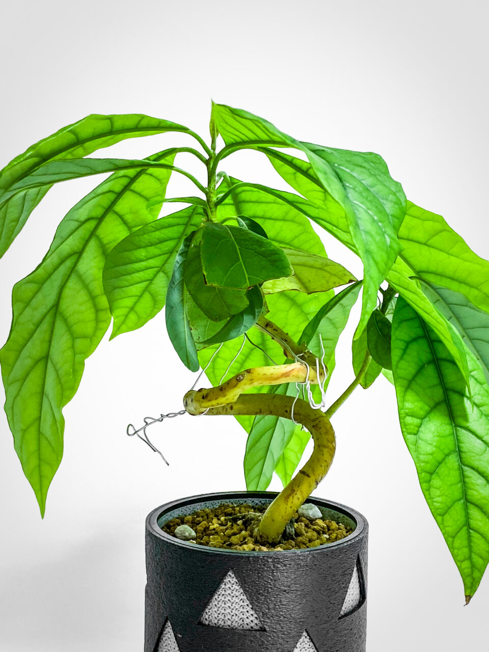 実生3年生のアボカド