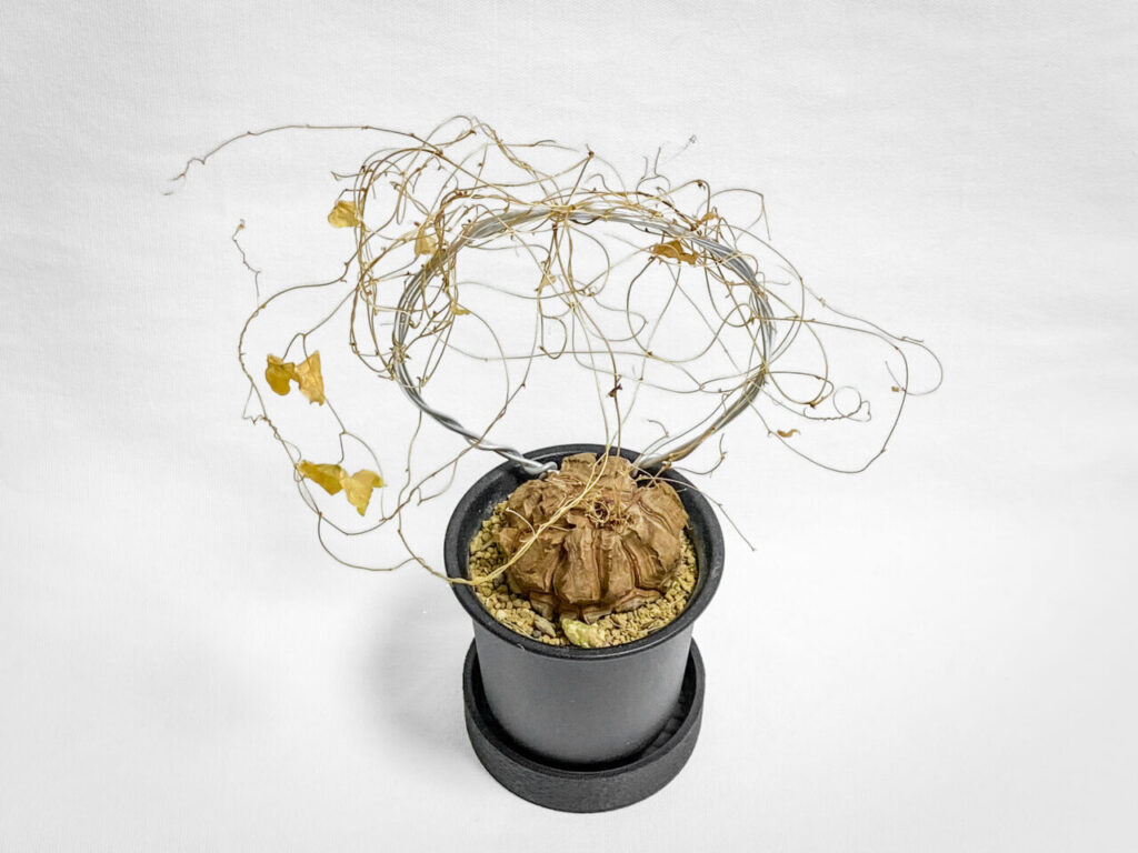 ディオスコレア・亀甲竜