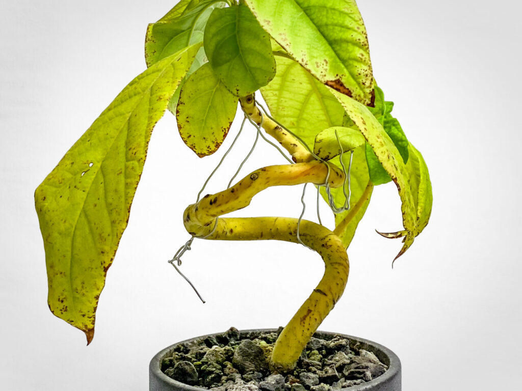 実生3年生のアボカド