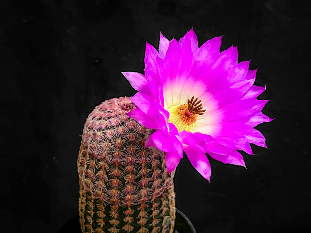 エキノセレウス・紅孔雀