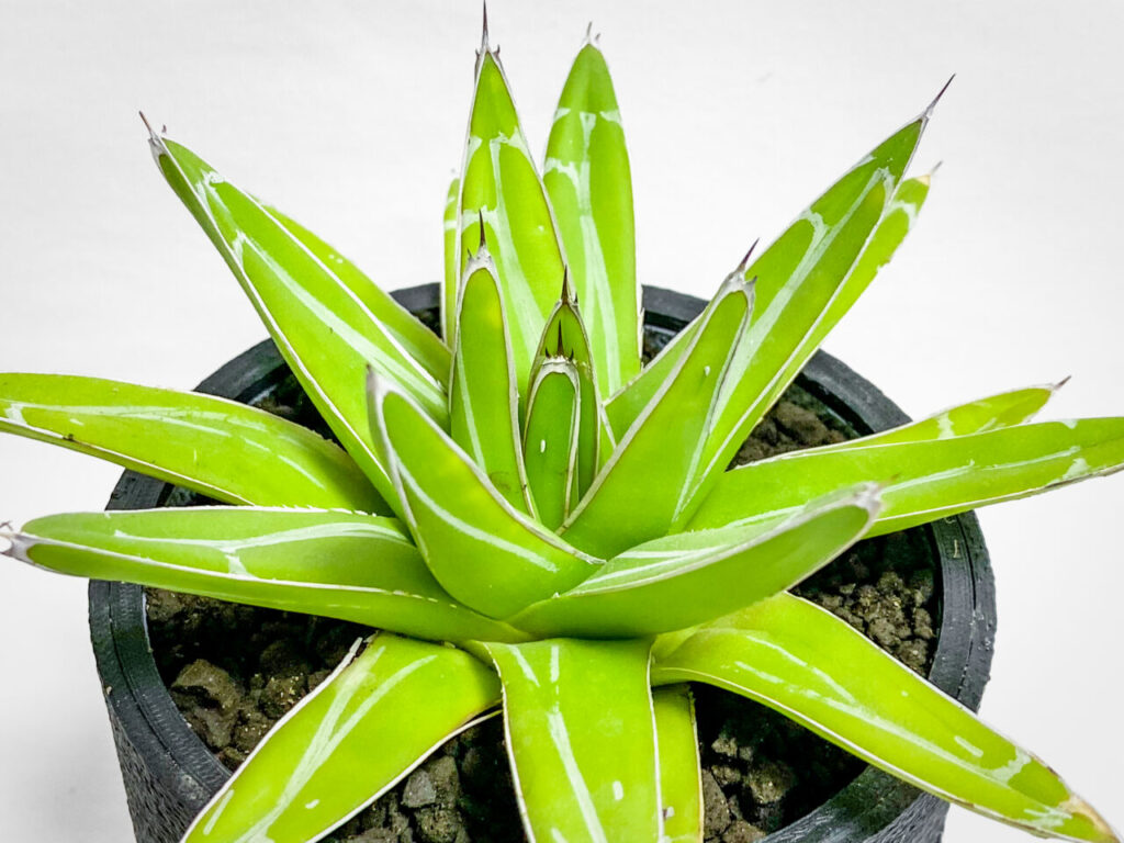 のまのま2025　アガベ　笹吹雪　10号鉢つき　特大株36センチ のまのま2025 アガベ 笹吹雪 10号鉢つき 特大株36センチ 楽天市場】アガベ