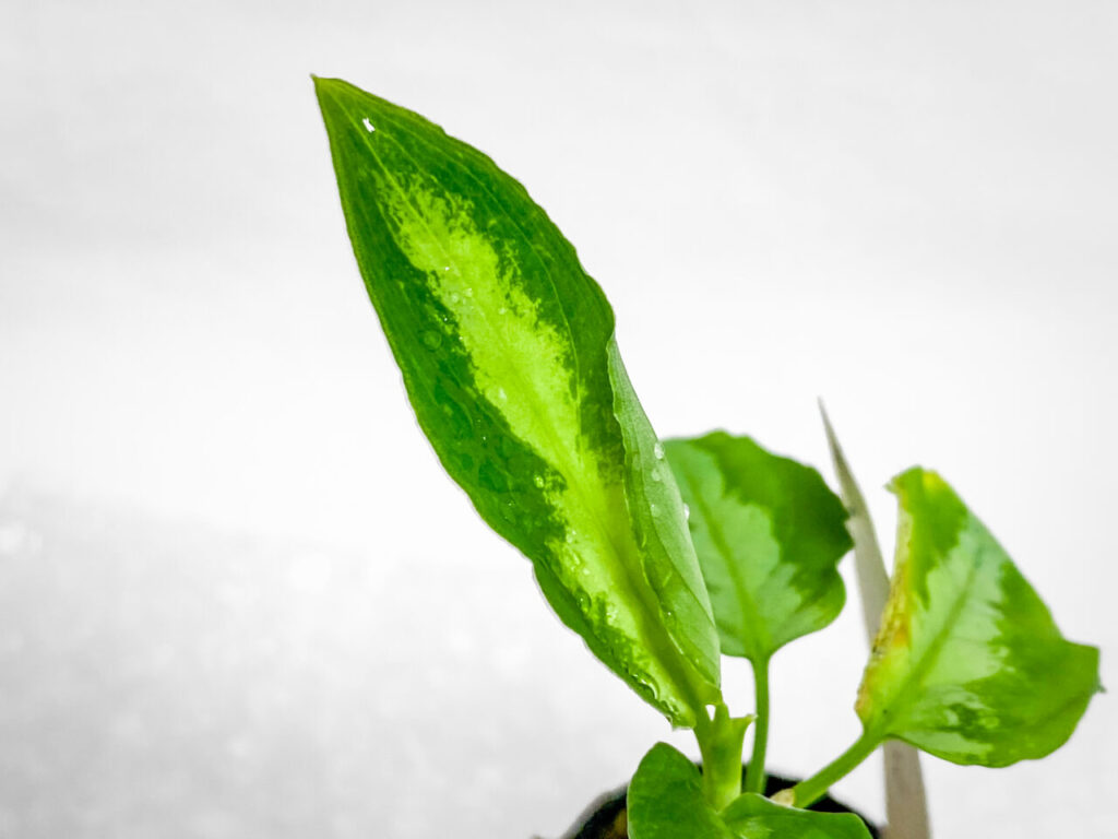 アグラオネマ・ピクタム