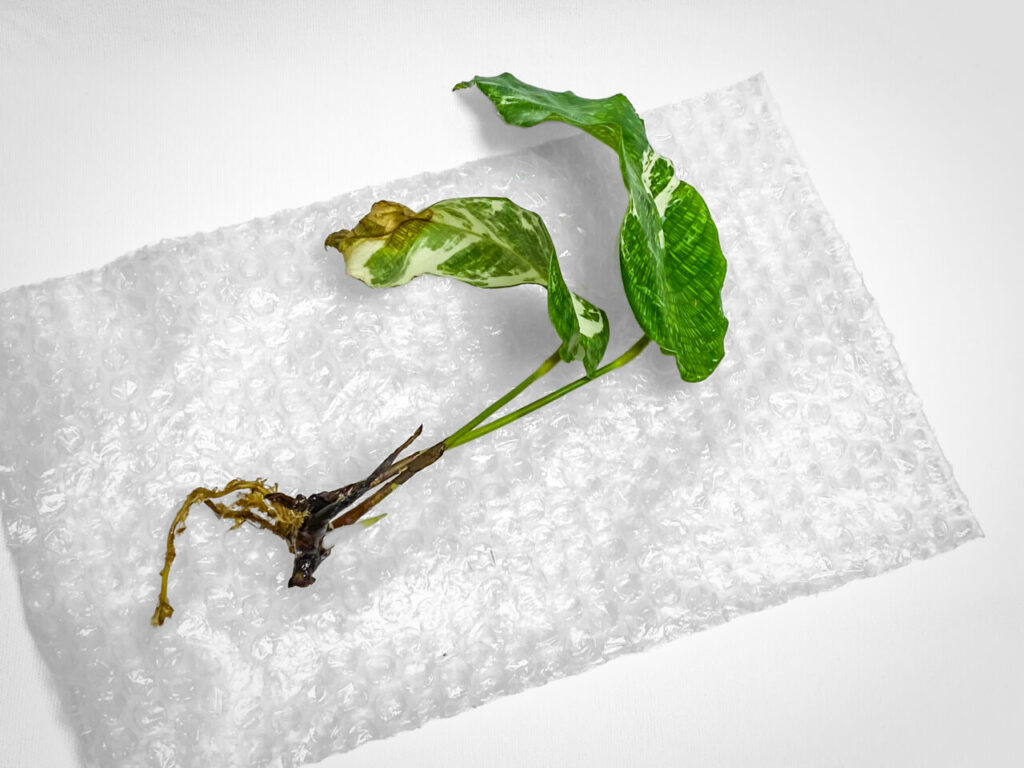 カラテア(ゴエペルティア)・ムサイカ斑入り