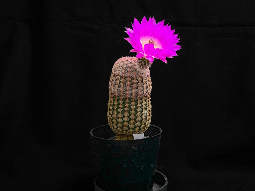 エキノセレウス・紅孔雀