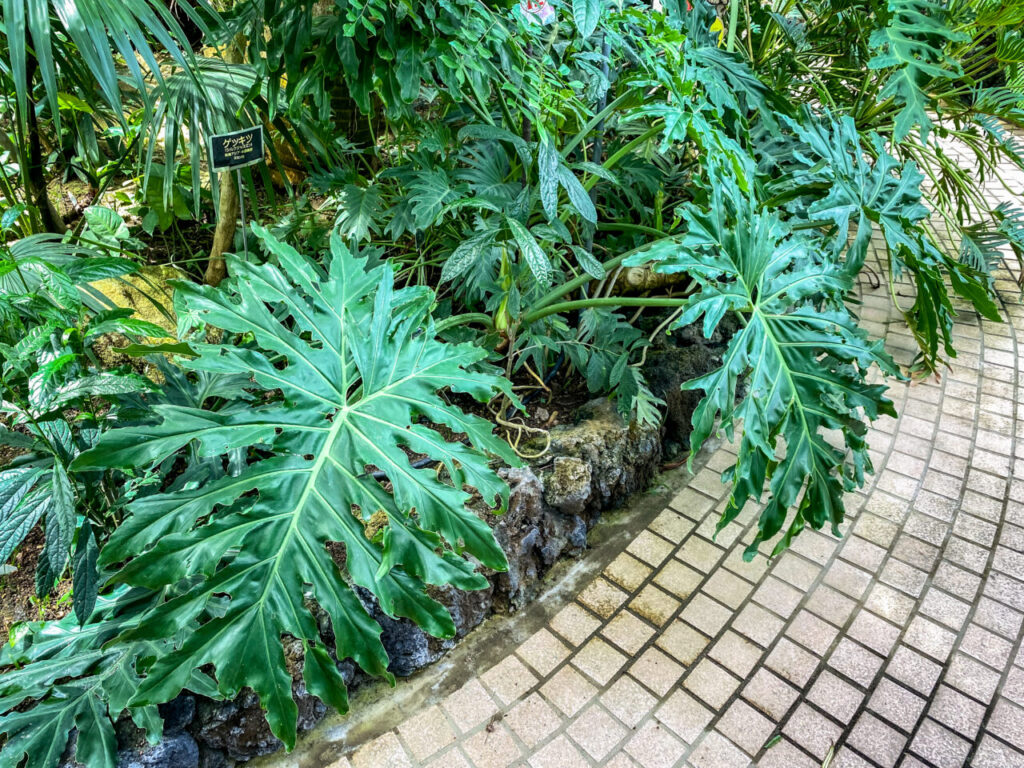 とちぎ花センター:フィロデンドロン・セローム