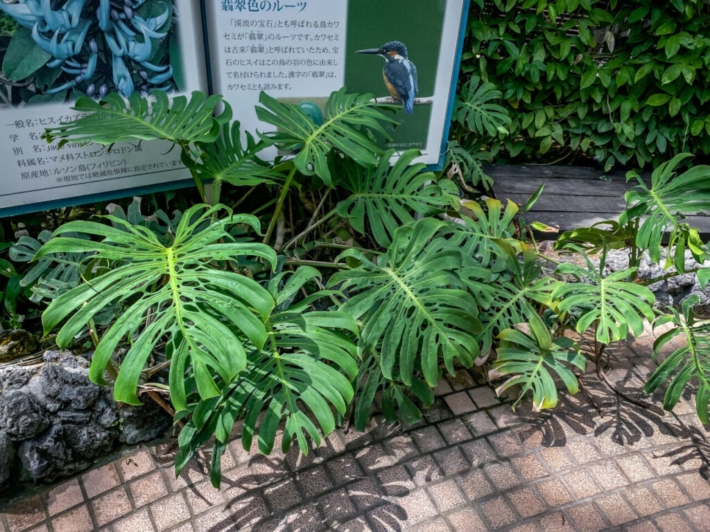 とちぎ花センター:モンステラ・デリシオーサ”スケルトン”