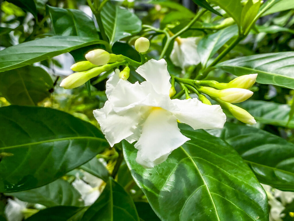 とちぎ花センター:サンユウカ