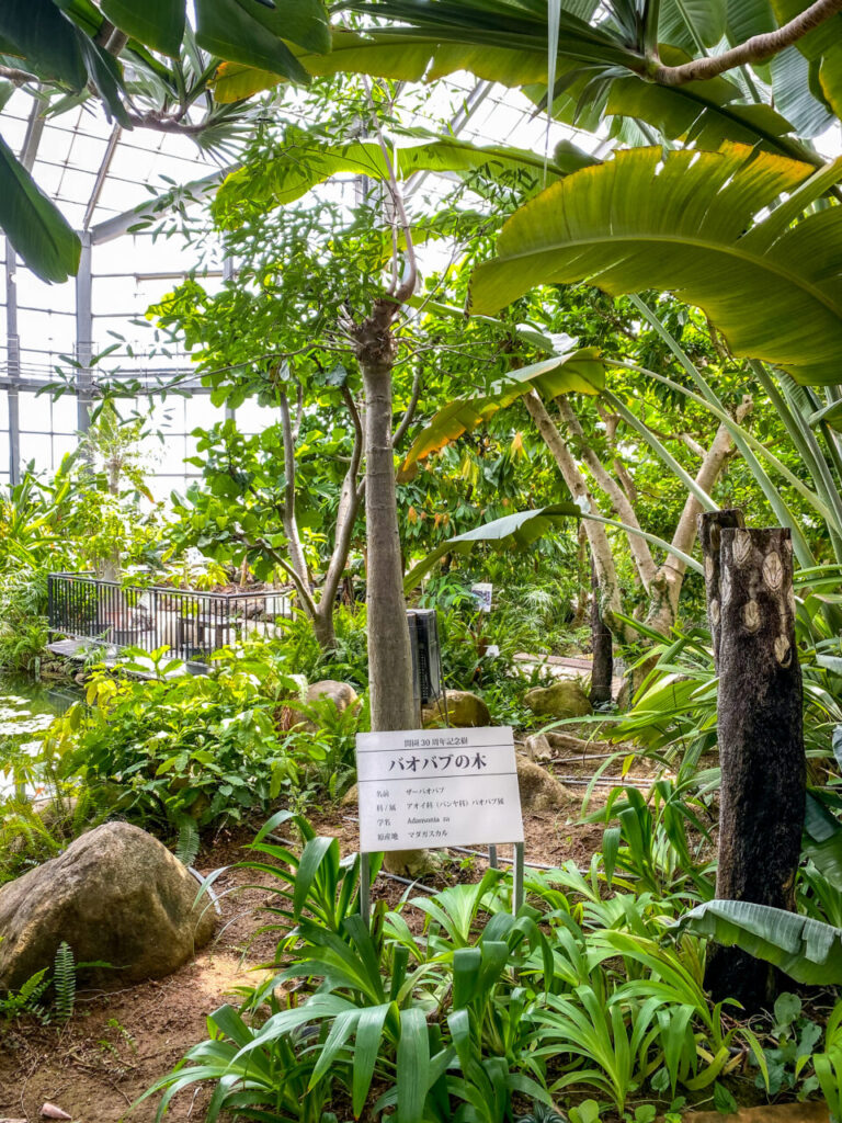 とちぎ花センター:バオバブの木