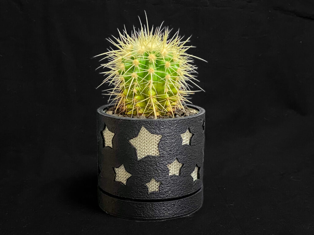 クロエンレイニア(旧エキノカクタス)・金鯱