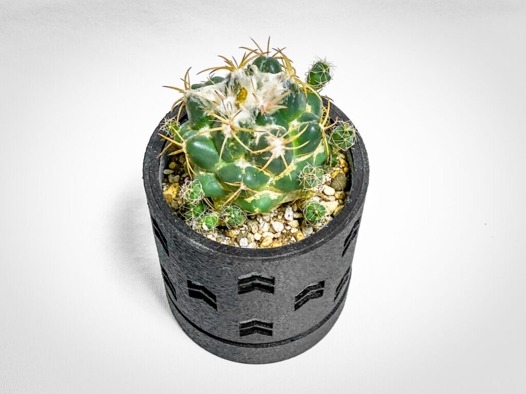 コリファンタ・仔吹き象牙丸