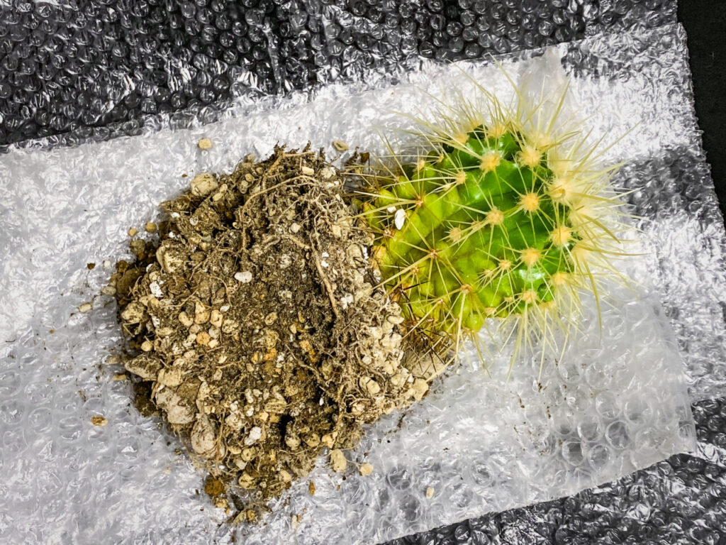 クロエンレイニア(旧エキノカクタス)・金鯱