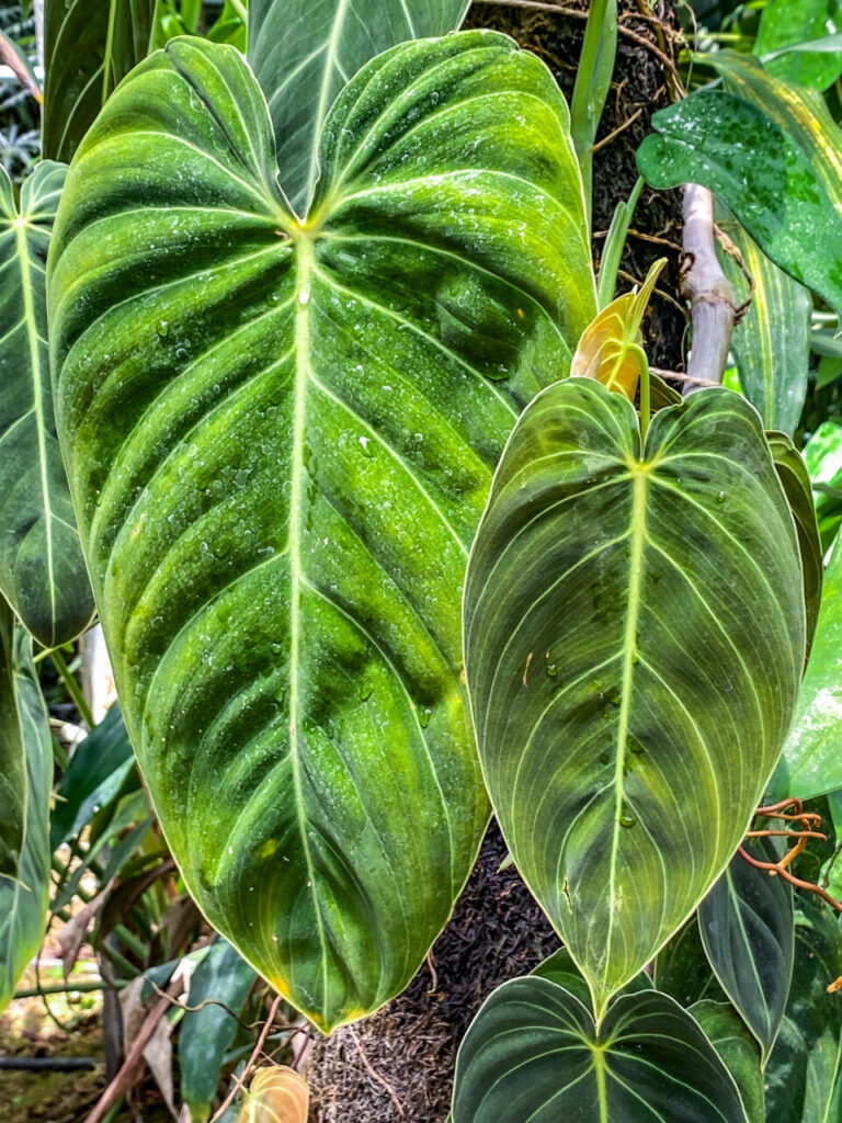 とちぎ花センター:フィロデンドロン・アンドレアナム