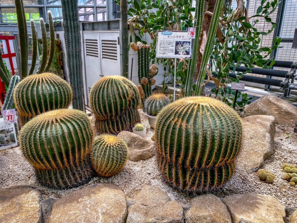 とちぎ花センター:クロエンレイニア(旧エキノカクタス)・金鯱