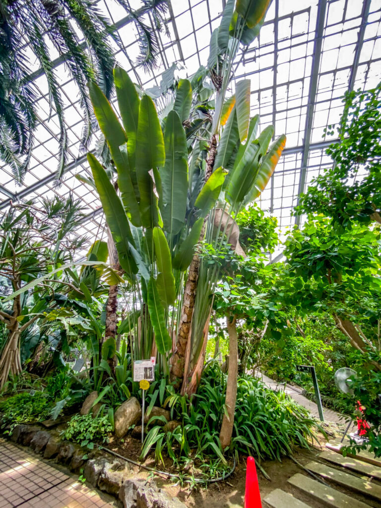 とちぎ花センター:タビビトノキ