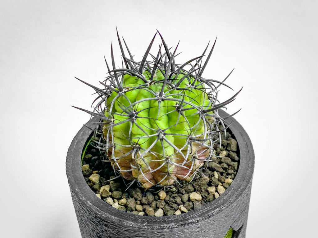 エリオシケ(旧ネオポルテリア)・暗黒王