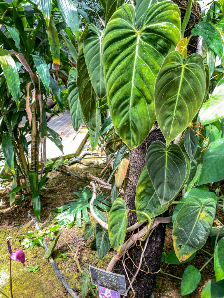 とちぎ花センター:フィロデンドロン・アンドレアナム