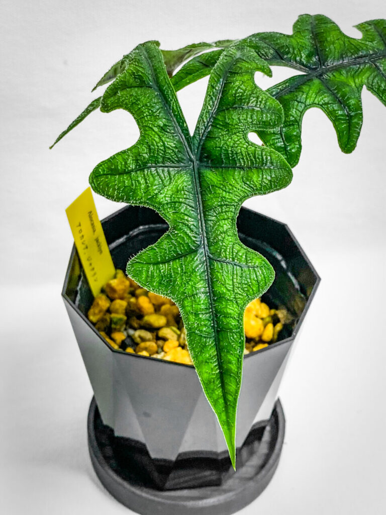 あしかがフラワーパークの真夏の特別セール購入品：アロカシア・ジャックリン