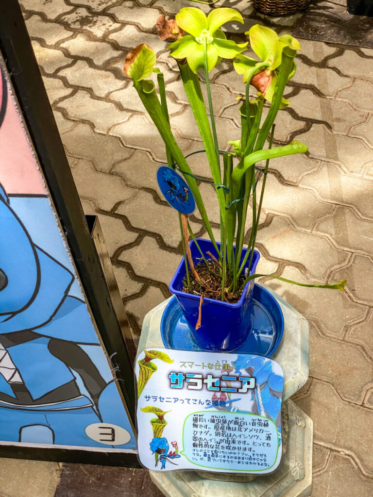 とちぎ花センター:サラセニア